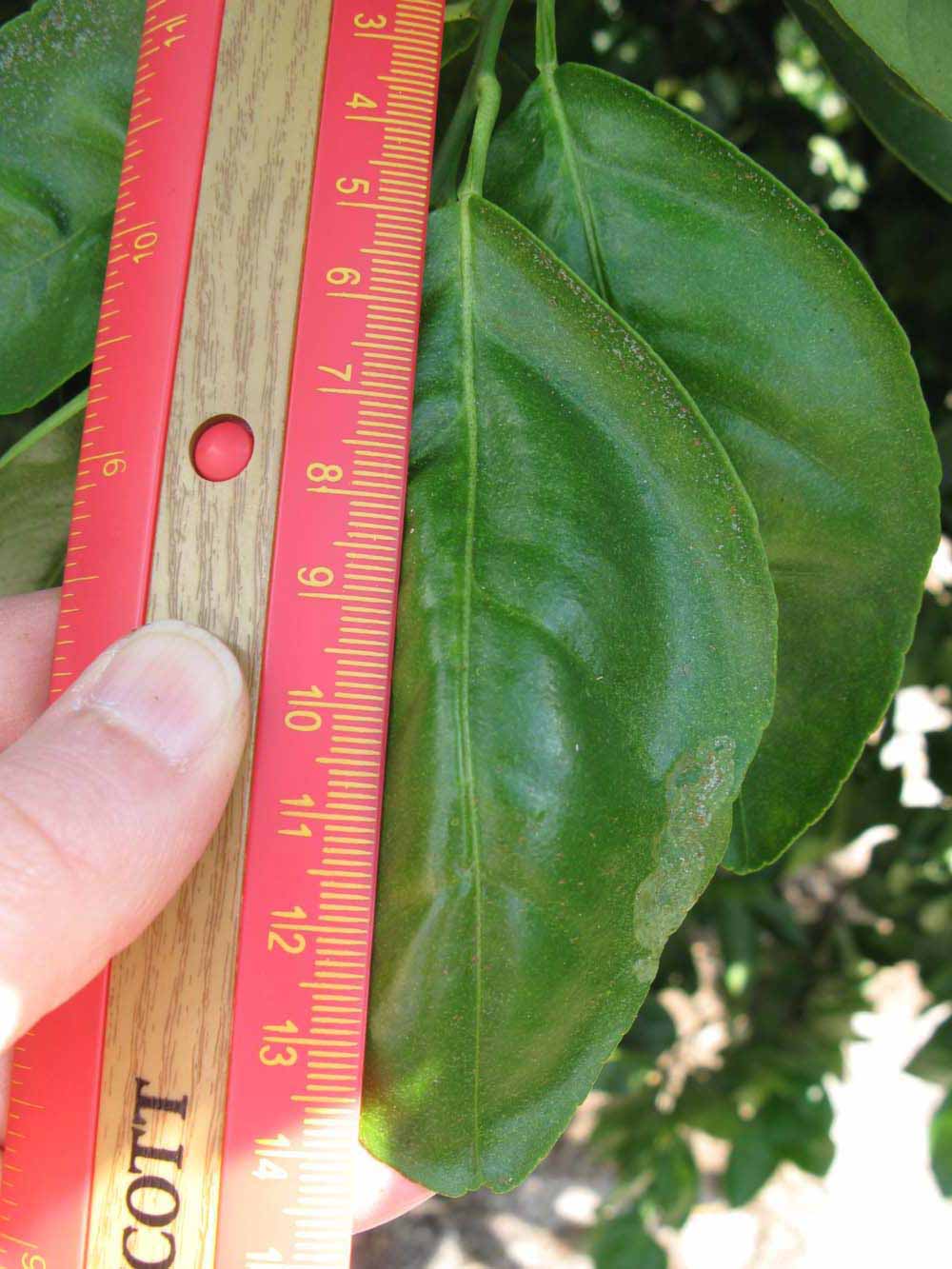              Unifoliolate leaf (Winter Haven, FL)       